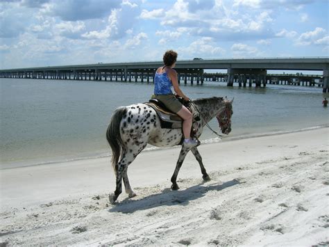 horseback riding on the beach jacksonville fl|beach horseback riding florida.